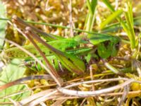 Decticus verrucivorus Vombs vattenverk, Lund, Skåne, Sweden 20240730_0291