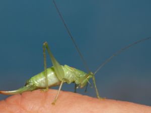 Meconema meridionale - Southern Oak Bush-cricket - Sydlig ekvårtbitare