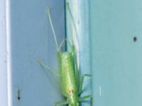 Meconema meridionalis male Ingång Potatisåkern 93 C, Potatisåkern, Malmö, Skåne, Sweden 20240929_0122