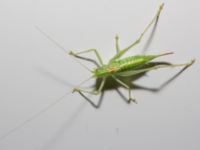 Meconema meridonale female - Drumming Katydid - Ekvårtbitare