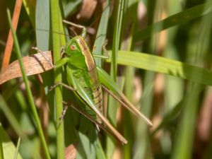 Metrioptera bicolor - Grön hedvårtbitare