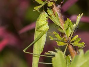 Phaneroptera falcata - Sickle-bearing Bush-cricket - Långvingad lövvårtbitare