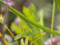 Phaneroptera falcata Vanningen, Vellinge, Skåne, Sweden 20240808_0048