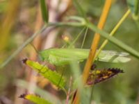 Phaneroptera falcata Vanningen, Vellinge, Skåne, Sweden 20240808_0052