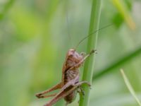 Pholidoptera griseoaptera Tittentevägen, Svedala, Skåne, Sweden 20160617B_0086