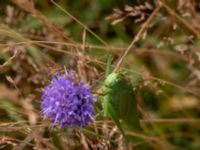 Tettigonia veridissima Kungsmarken, Lund, Skåne, Sweden 20190712_0107