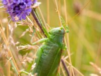 Tettigonia veridissima Kungsmarken, Lund, Skåne, Sweden 20190712_0110