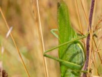 Tettigonia veridissima Kungsmarken, Lund, Skåne, Sweden 20190712_0111