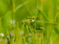 Tettigonia veridissima male Lyngsjön, Kristianstad, Skåne, Sweden 20170719_0033