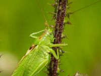 Tettigonia veridissima male Lyngsjön, Kristianstad, Skåne, Sweden 20170719_0040