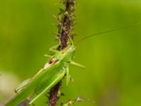 Tettigonia veridissima male Lyngsjön, Kristianstad, Skåne, Sweden 20170719_0043