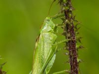 Tettigonia veridissima male Lyngsjön, Kristianstad, Skåne, Sweden 20170719_0046