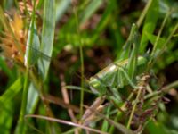 Tettigonia viridissima male Solviken, Mölle, Höganäs, Skåne, Sweden 20190601_0093