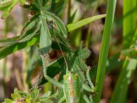 Tettigonia viridissima male Solviken, Mölle, Höganäs, Skåne, Sweden 20190601_0096