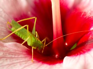 Meconema thalassinum - Drumming Katydid - Ekvårtbitare