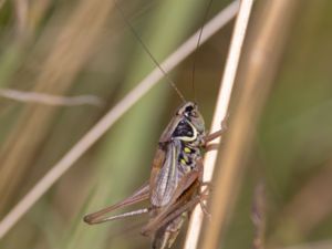 Metrioptera roeselii - Roesel's Bush-cricket - Cikadavårtbitare