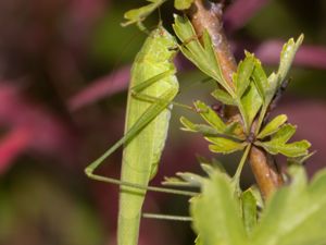 Phaneroptera falcata - Sickle-bearing Bush-cricket - Långvingad lövvårtbitare