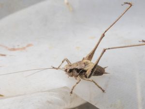 Pholidoptera griseoaptera - Dark Bush-cricket - Buskvårtbitare