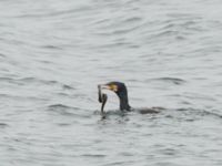 Anguilla anguilla et Phalacrocorax carbo Lernacken, Malmö, Skåne, Sweden 20180313_0006