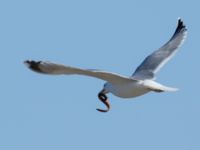 Larus argentatus ad et Anguilla anguilla Helikopterplattan, Scaniaparken, Malmö, Skåne, Sweden 20170315_0029