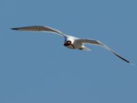 Larus argentatus ad et Anguilla anguilla Helikopterplattan, Scaniaparken, Malmö, Skåne, Sweden 20170315_0033