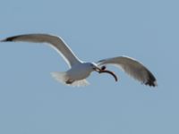 Larus argentatus ad et Anguilla anguilla Helikopterplattan, Scaniaparken, Malmö, Skåne, Sweden 20170315_0036