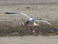 Larus argentatus ad et Anguilla anguilla Helikopterplattan, Scaniaparken, Malmö, Skåne, Sweden 20170315_0037