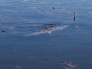 Ctenopharyngodon idella - Grass carp - Gräskap