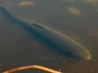 Ctenopharyngodon idella Torups slottspark, Bara, Svedala, Skåne, Sweden 20220426_0033