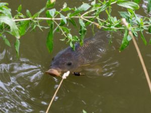 Cyprinus carpo - Common Carp - Karp