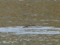 Cyprinus carpio Husie mosse, Malmö, Skåne, Sweden 20160503B_0042