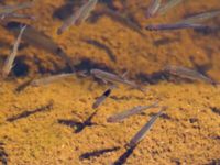 Rutilus rutilus Doktorspromenaden, Falkenberg, Halland, Sweden 20160605B_0227