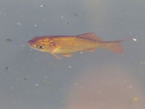 Carassius auratus - Prussian Carp - Silverruda