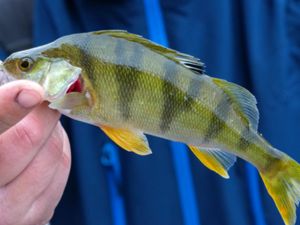 Perca fluviatilis - European Perch - Abborre