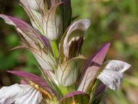 Acanthus mollis Djungelparken, Bunkeflostrand, Malmö, Skåne, Sweden 20220722_0028