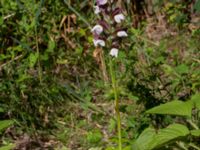 Acanthus mollis Djungelparken, Bunkeflostrand, Malmö, Skåne, Sweden 20220802_0031