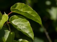 Actinidia arguta Diligensvägen 55, Margaretetorp, Ängelholm, Skåne, Sweden 20230530_0035