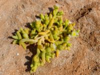 Mesembryanthemum cryptanthum Foum El Bouir Parc, Dakhla Peninsula, Western Sahara, Morocco 20180218_0335