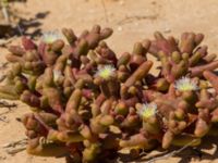 Mesembryanthemum cryptanthum Pumping House, Dakhla, Western Sahara, Morocco 20180221_0197