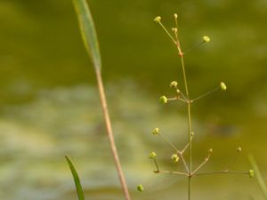 Alisma lanceolatum - Narrow-leaved Water-plantain - Gotlandssvalting