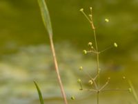 Alisma lanceolatum Högeåsdammen, Algustrum, Mörbylånga, Öland, Sweden 20180808_0170