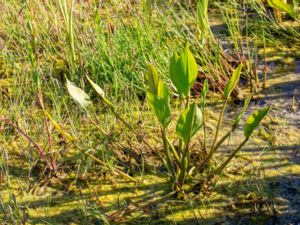 Alisma plantago-aquatica - Water-plantain - Svalting