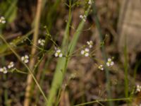 Alisma plantago-aquatica Björkadammen, Bunkeflostrand, Malmö, Skåne, Sweden 20220818_0036