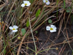 Baldellia ranunculoides - Lesser Waterplantain - Flocksvalting