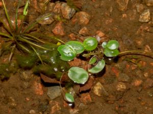 Luronium natans - Floating Water-plantain - Flytsvalting