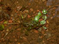 Luronium natans Svarten, Varberg, Halland, Sweden 20190715_0705