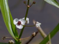 Sagittaria sagittifolia Gunnaröd, Eslöv, Skåne, Sweden 20130717-104