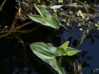 Sagittaria sagittifolia Rinnebäcks stamp, Kävlinge, Skåne, Sweden 20160707_0004