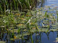 Sagittaria sagittifolia Tivoliparken, Kristianstad, Skåne, Sweden 20170719_0318