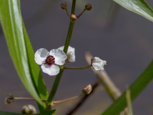 Alismataceae - Svaltingväxter